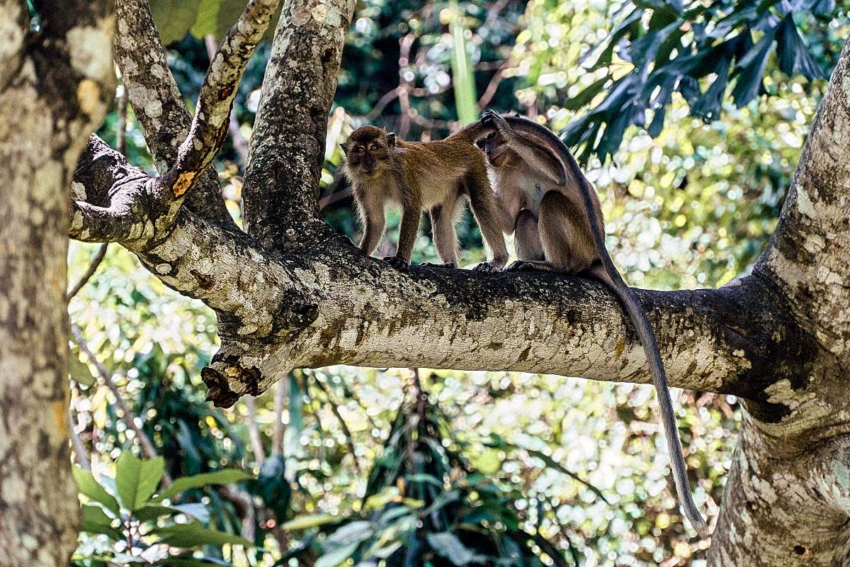 monkeys on the branch cleaning each other