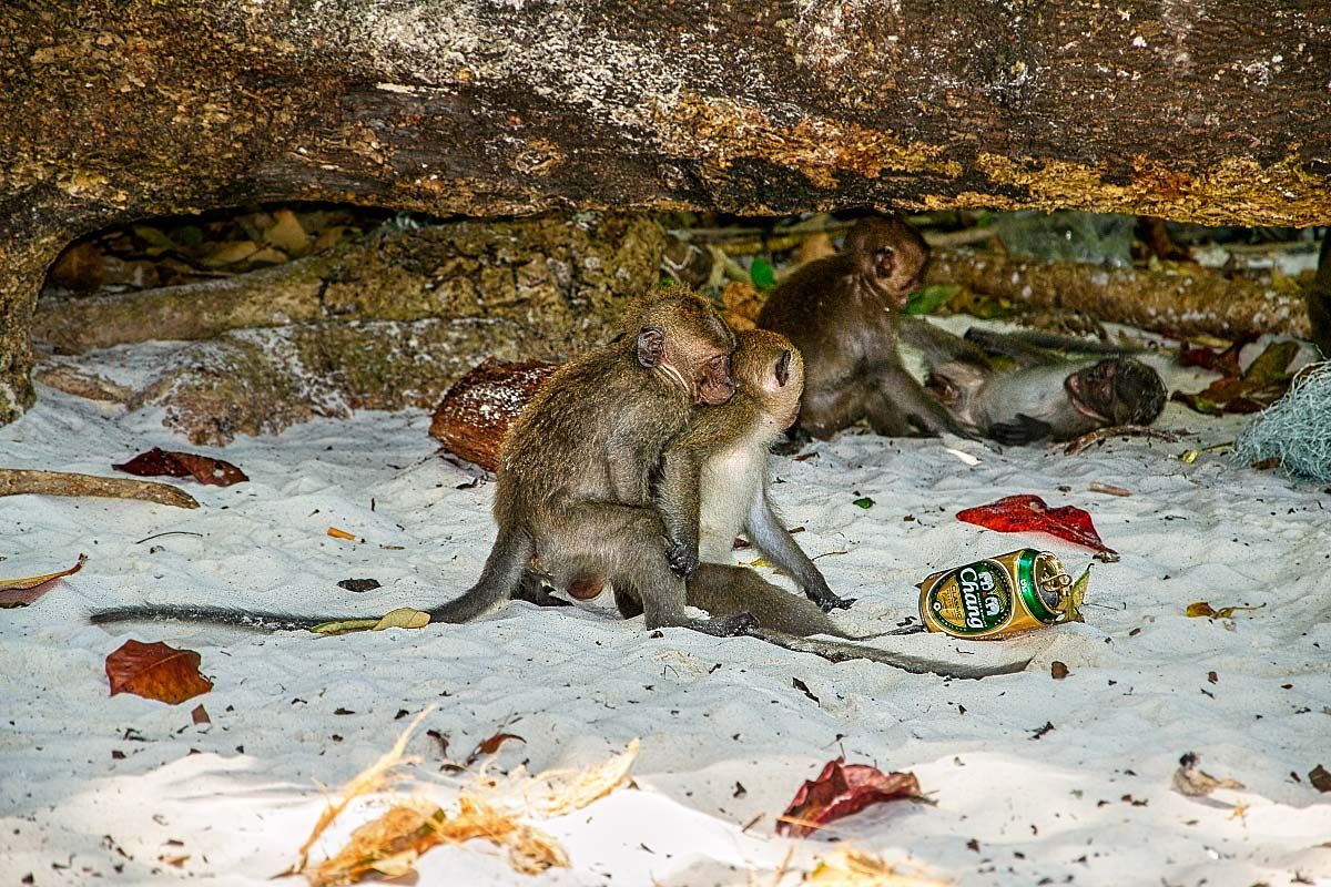 monkeys playing on the sand
