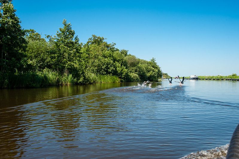 friesland
