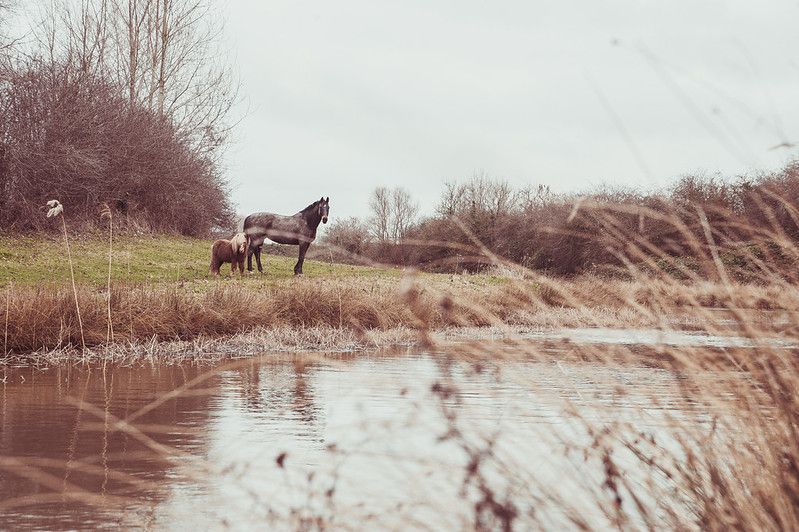 Horses
