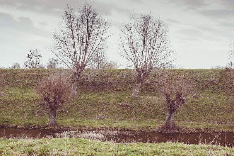 willows