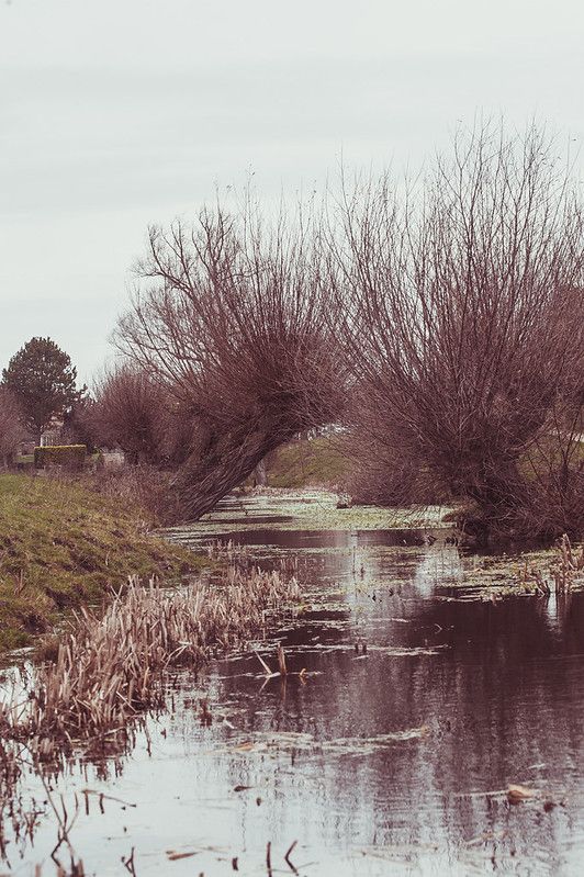 willows
