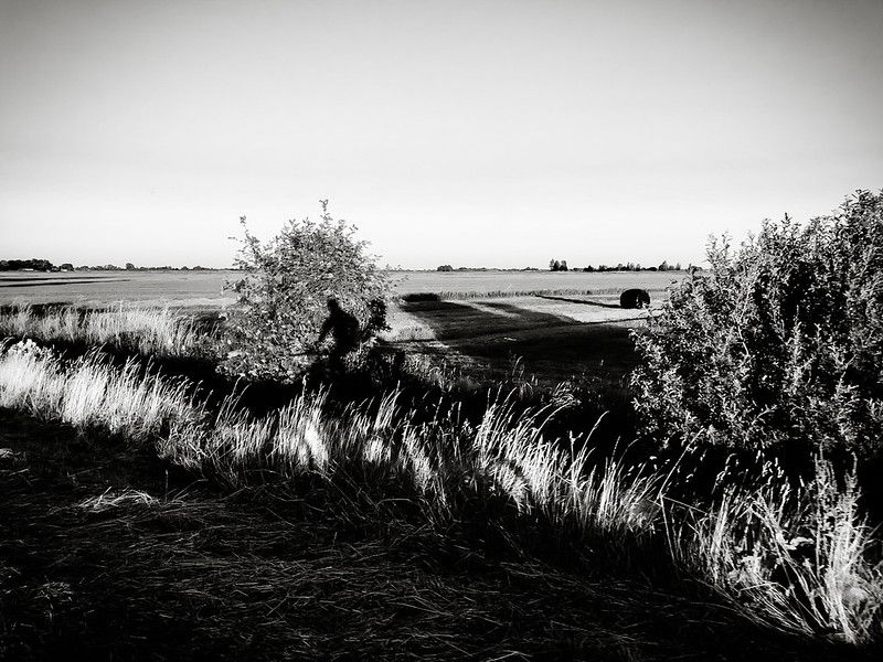 friesland