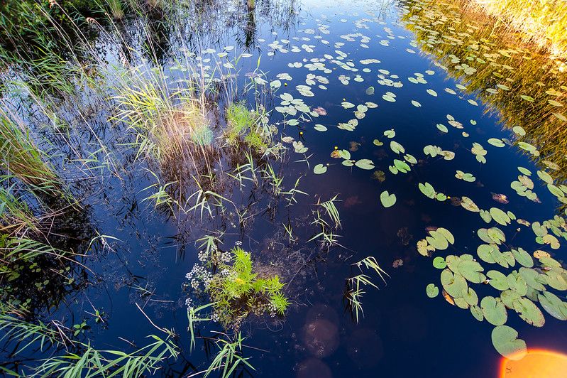 friesland