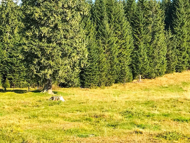 Slovenia fox playing