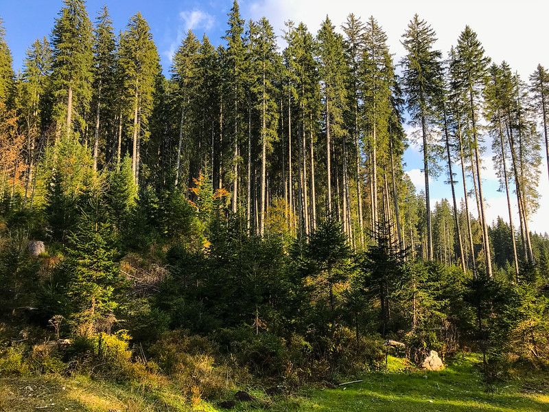 Slovenia new and old trees