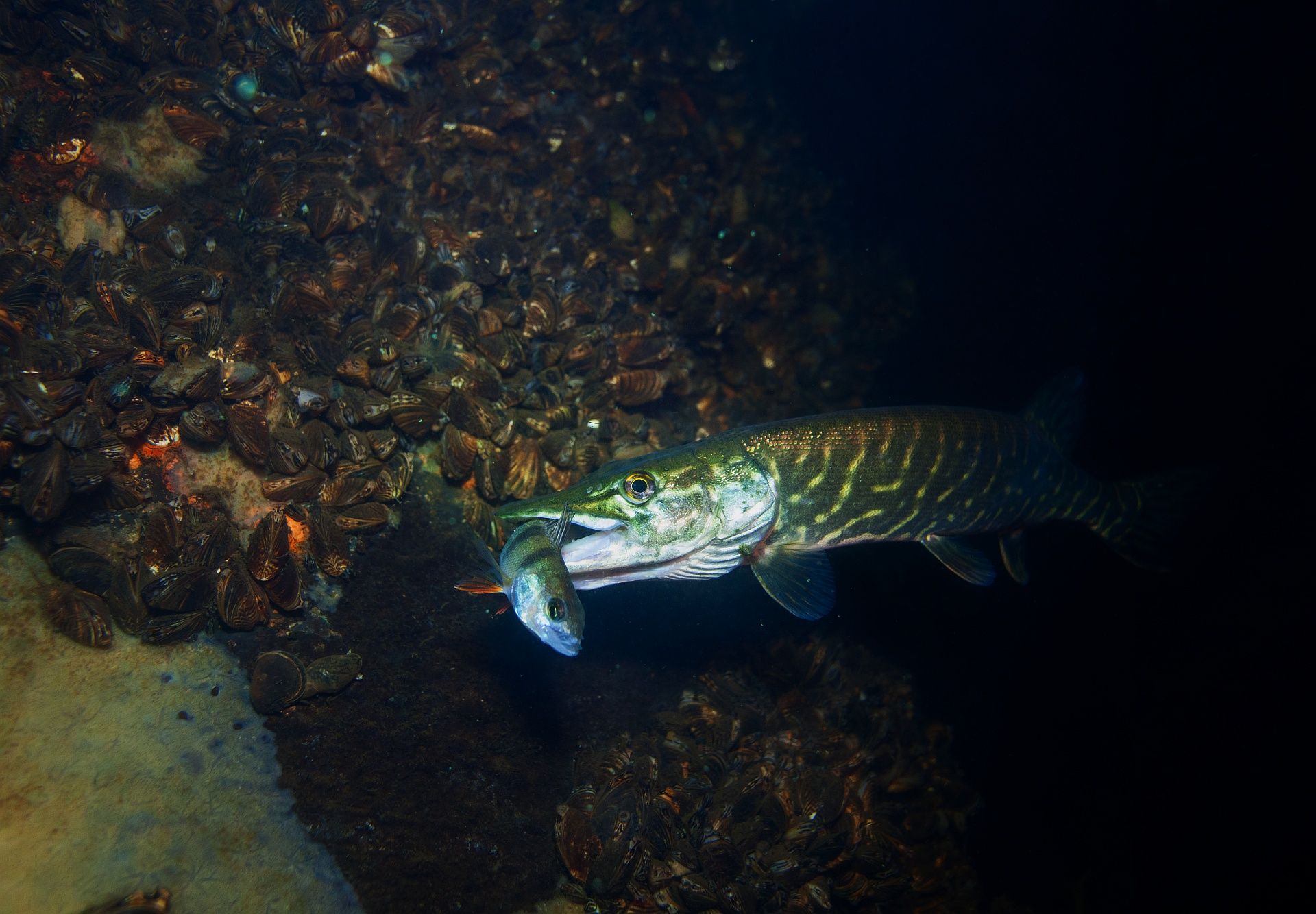 Russia underwater night