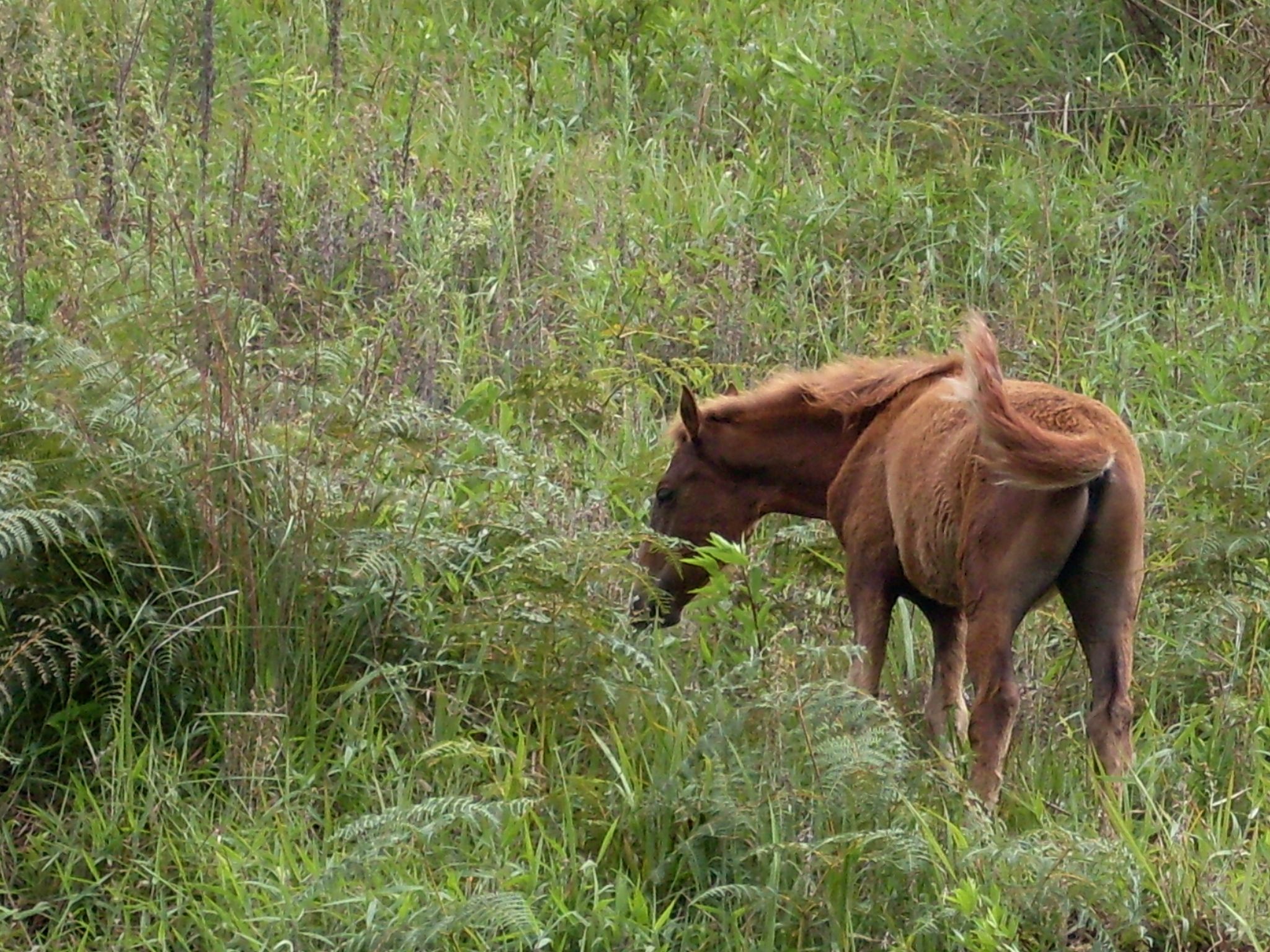 SDC10041.JPG