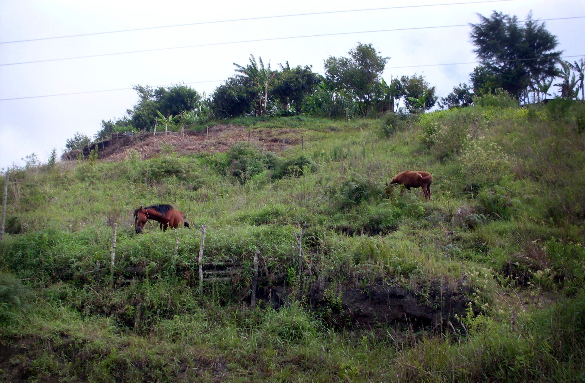 SDC10037.JPG
