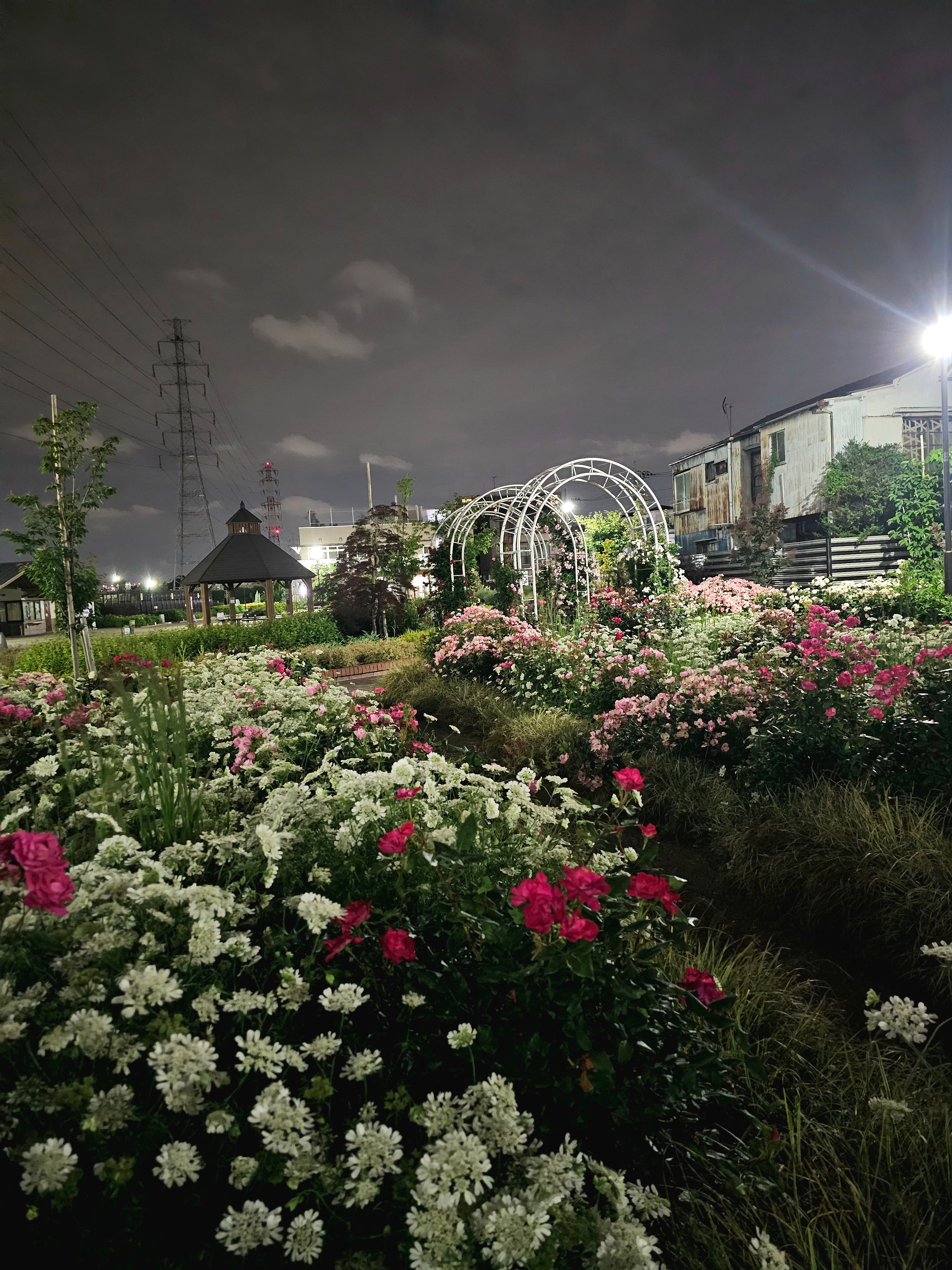 spring blossoms in miyamae : May 23 2025