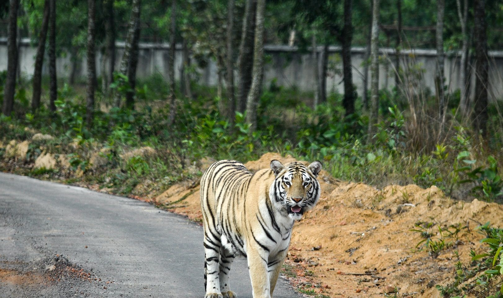 Wild-life Animals - Bongobondhu Safari Park, Gazipur , Bangladesh