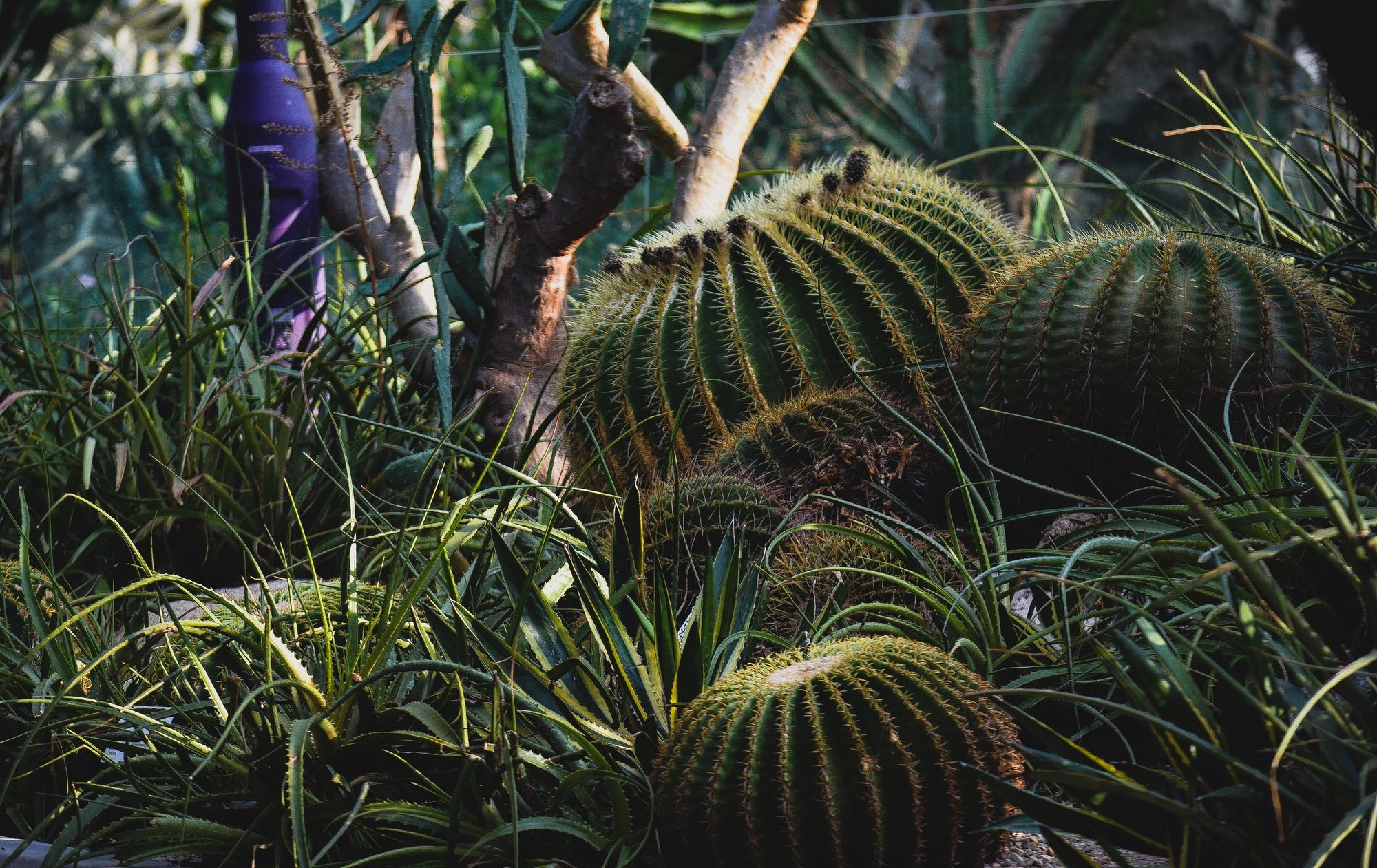 Amazing World of CACTUS , Singapore || Travel Diary, Singapore, Garden By the Bay