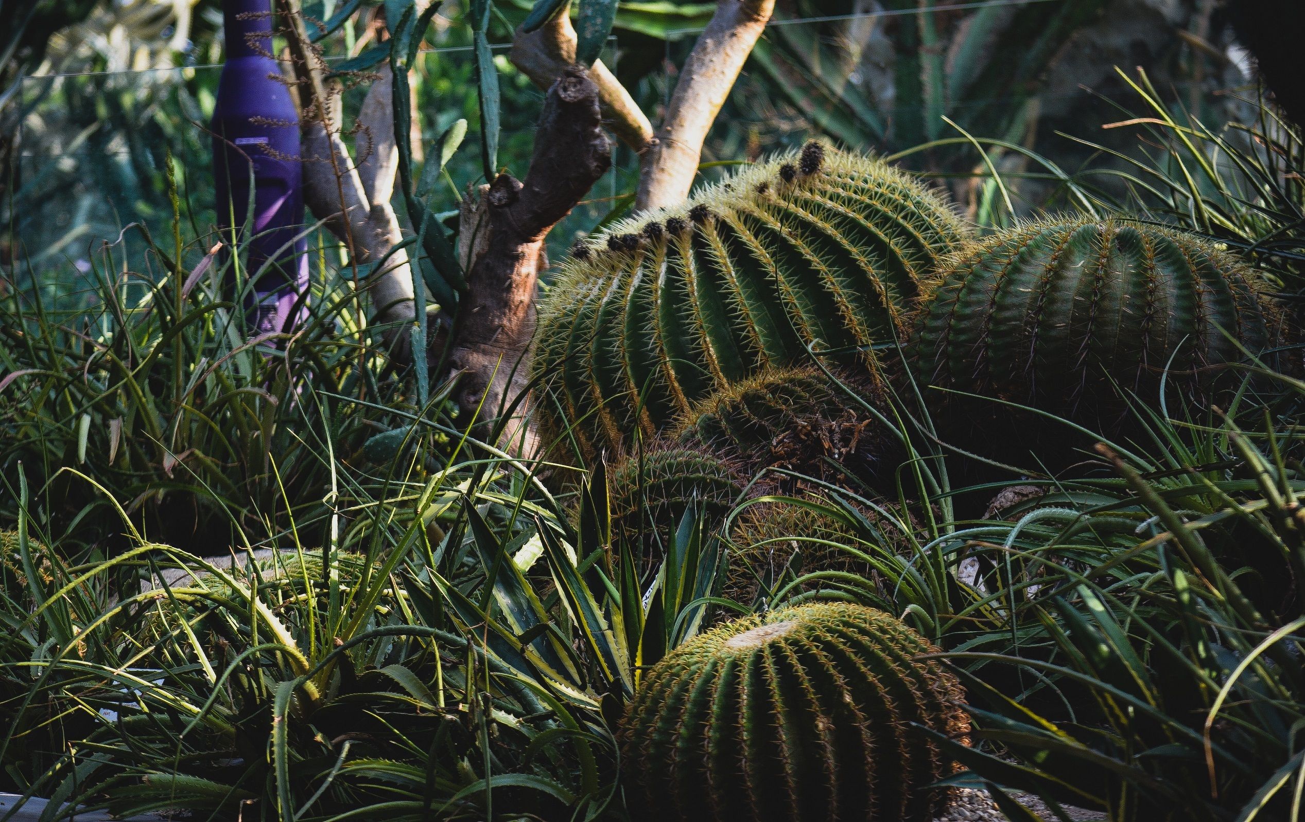 Amazing World of CACTUS , Singapore || Travel Diary, Singapore, Garden By the Bay