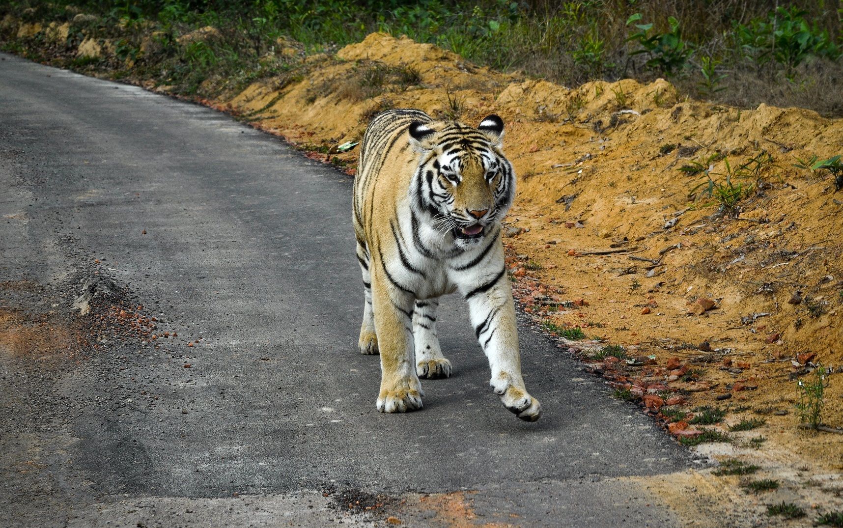 DSC_0808.jpg