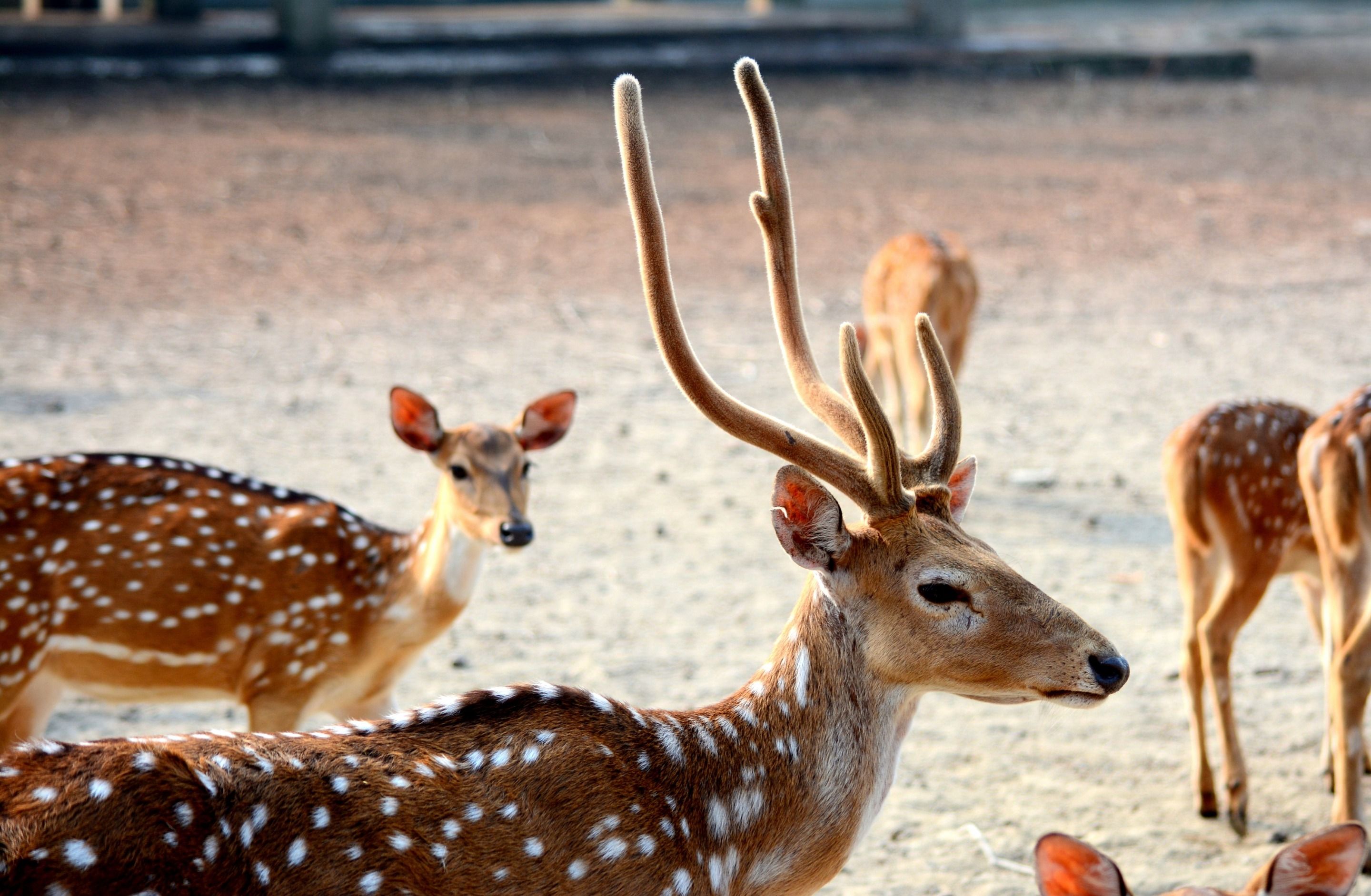 Let's go Wild for Wildlife || White Spotted Deer