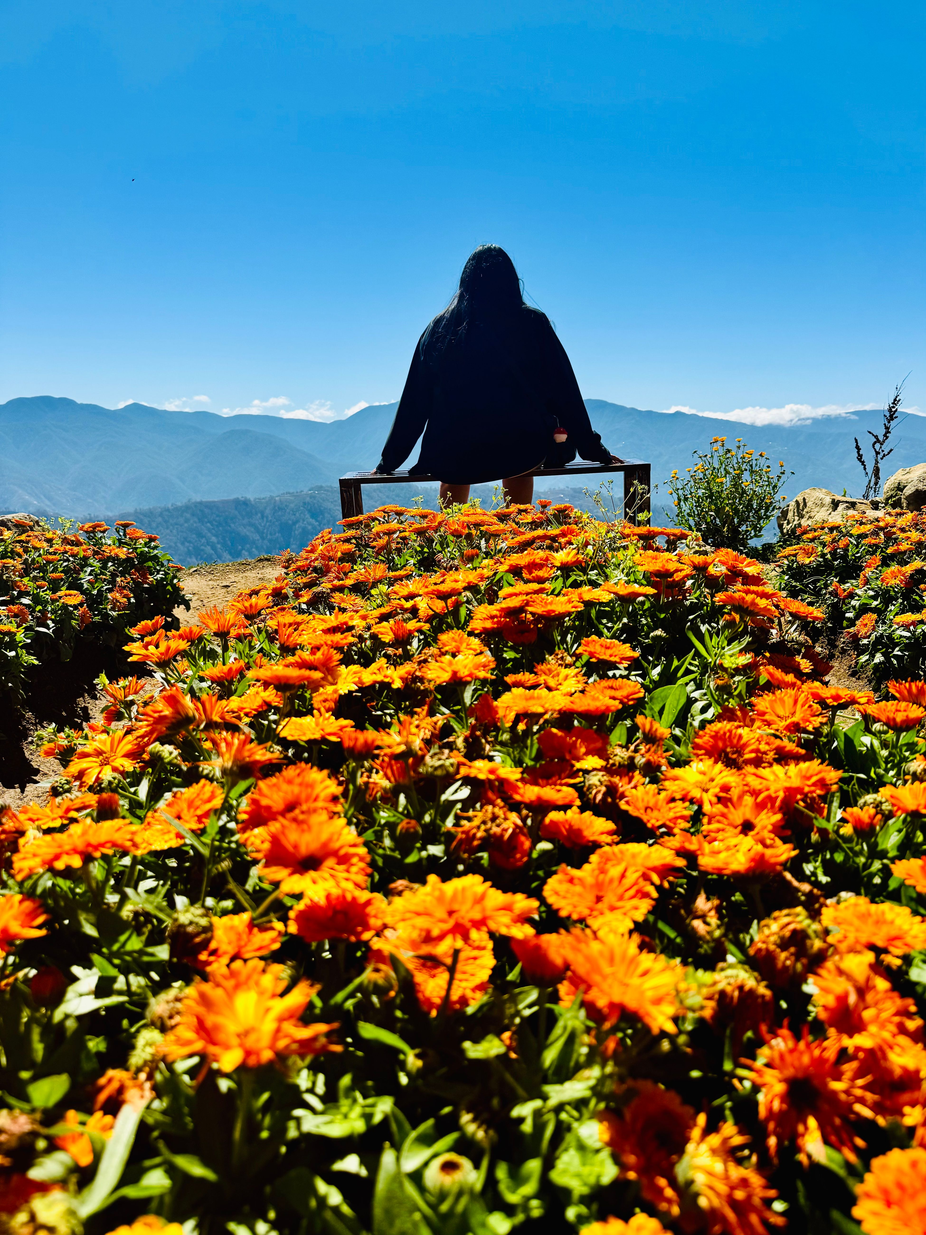 Northern Blossom Of Atok Benguet: The Flower Farm In The Sky