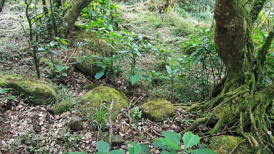 The journey to Mount Alugal, complete with biodiversity in Sri Lanka.