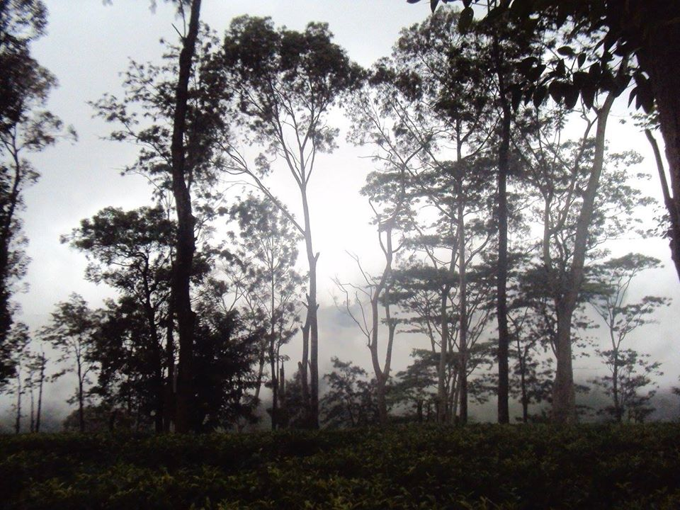 Gombania Mount is the highest point in the Knuckles forest which is an ideal destination for action tours.