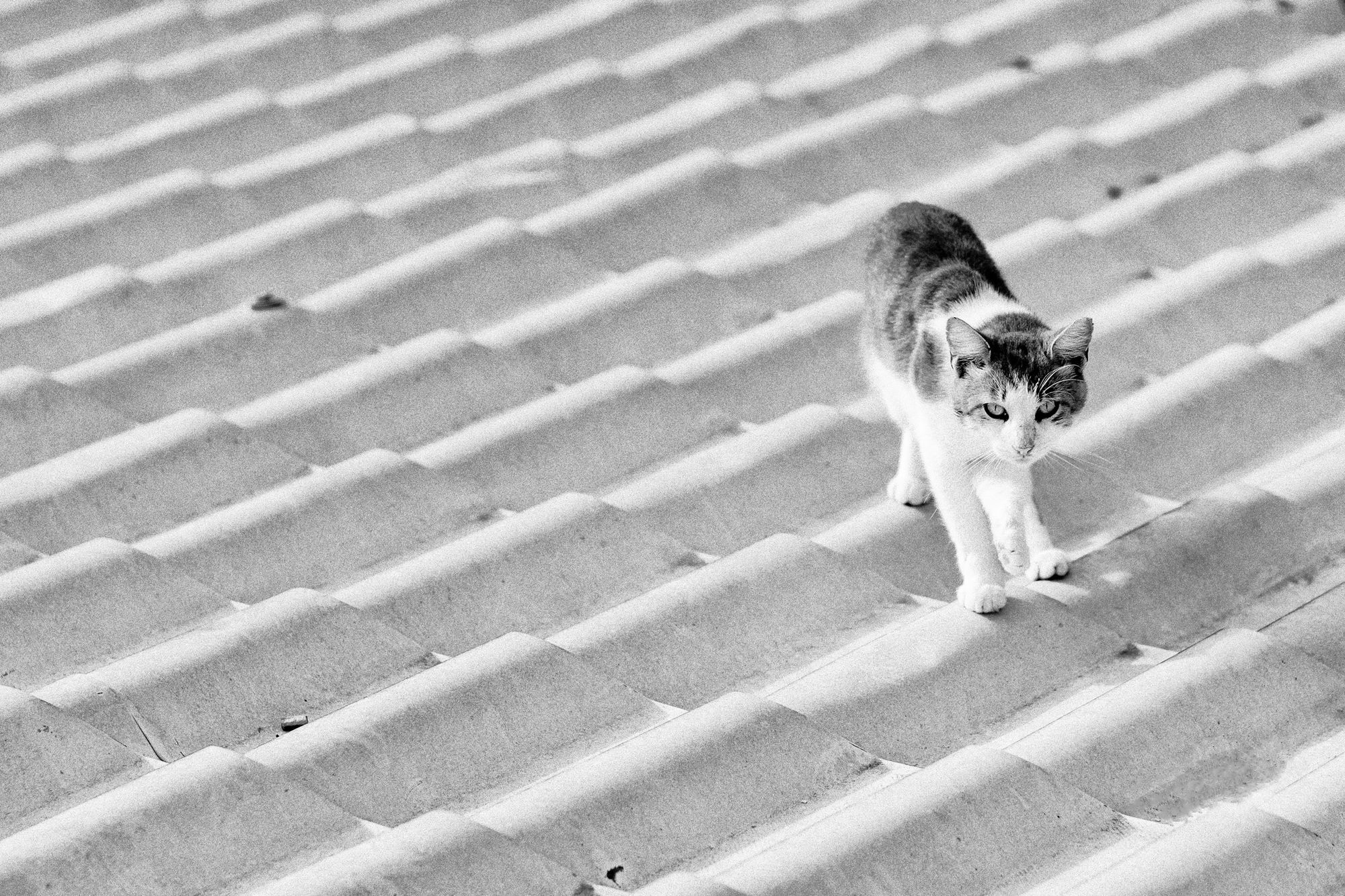 Cats of Corfu Island