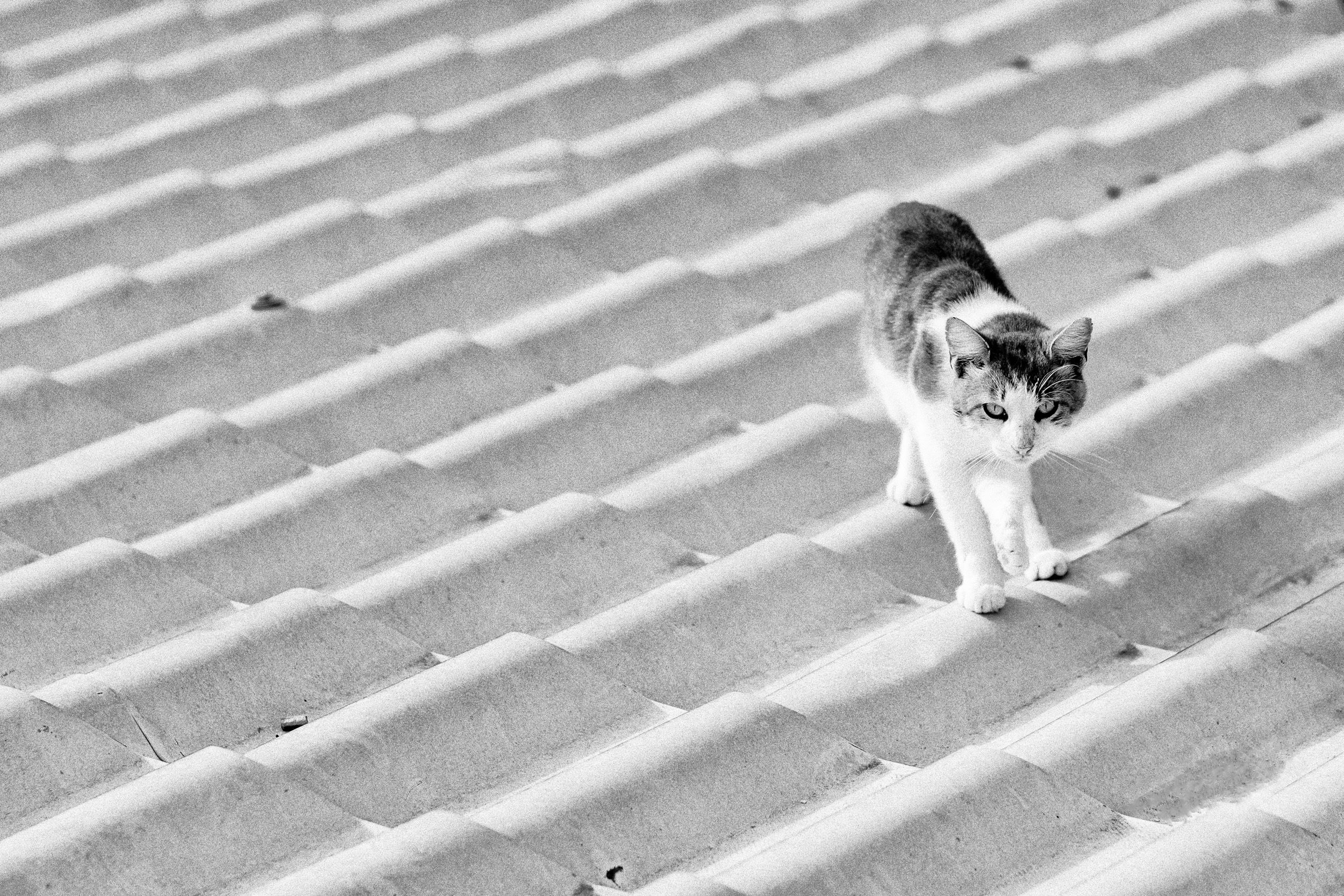 Cats of Corfu Island
