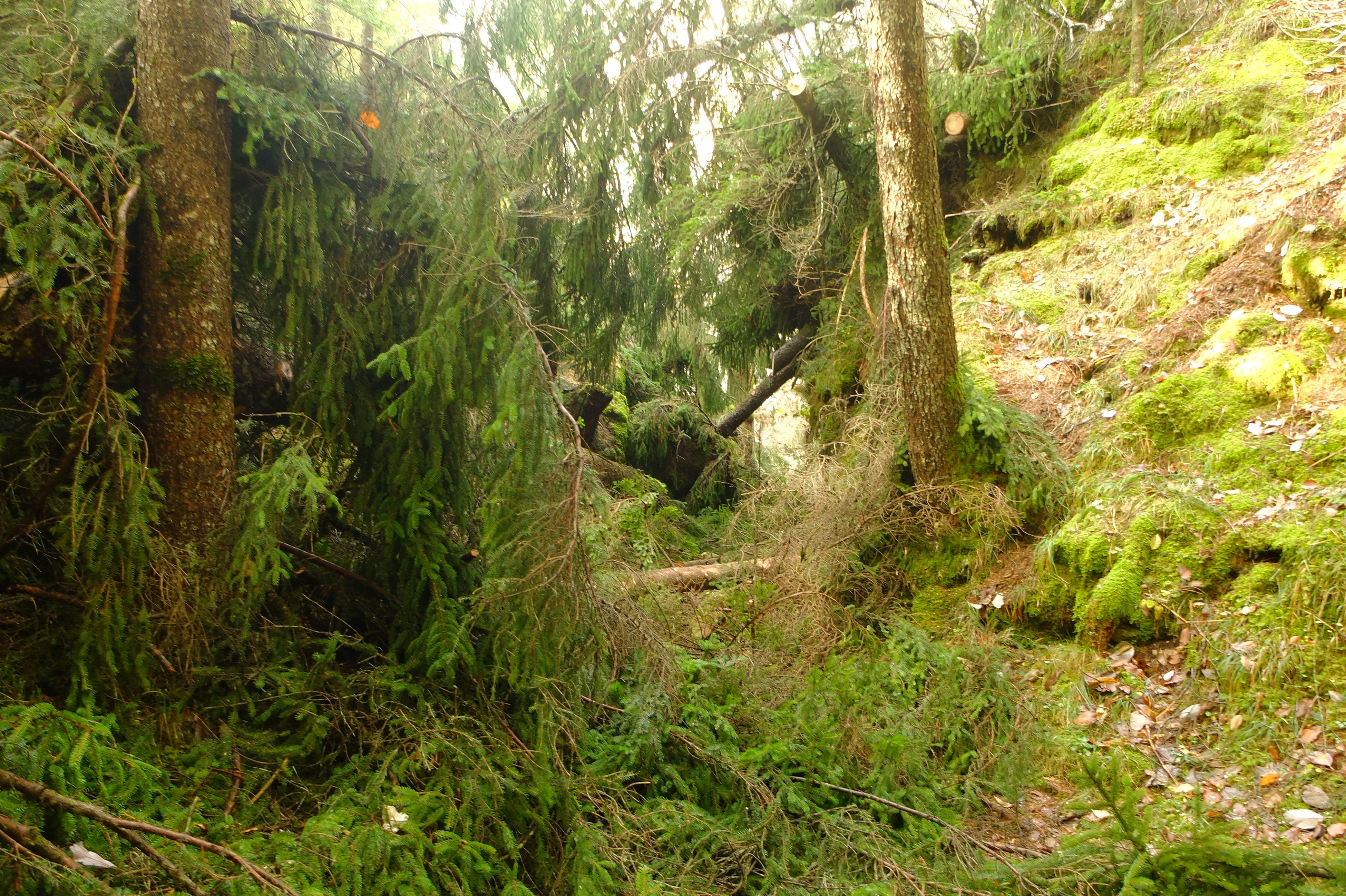 DSCF1368.JPG