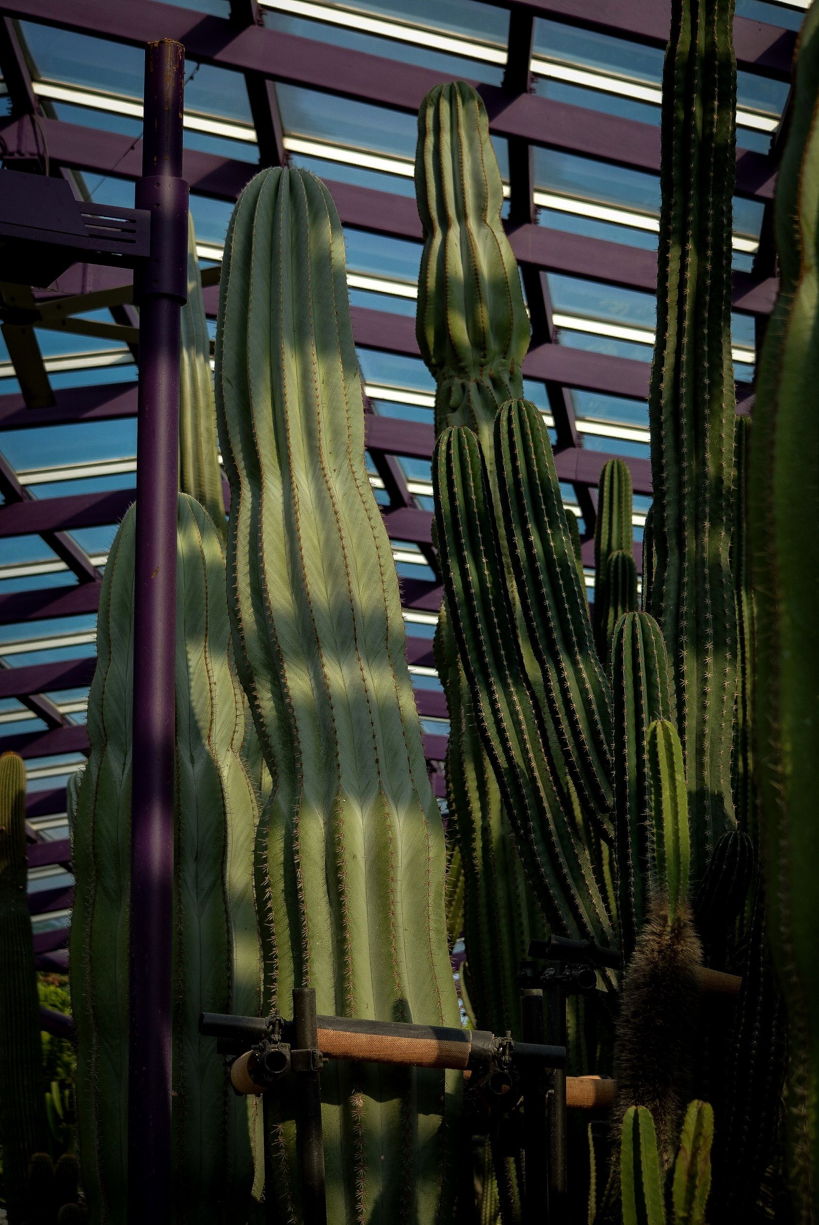 DSC_6782.JPG
