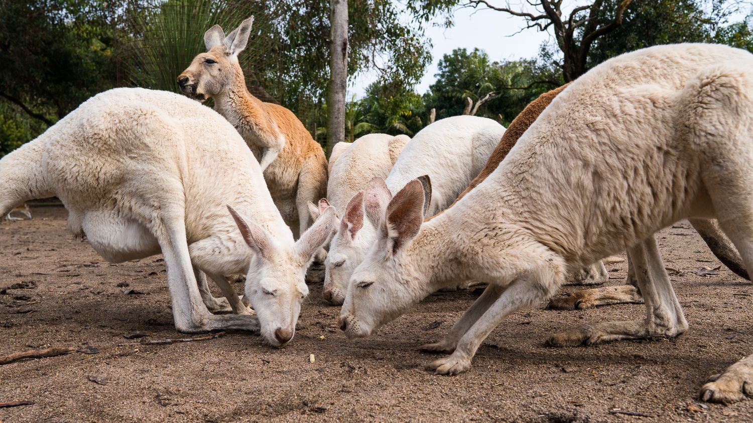 ✈️Australia, Oceania & Africa - Weekly Round-Up #37