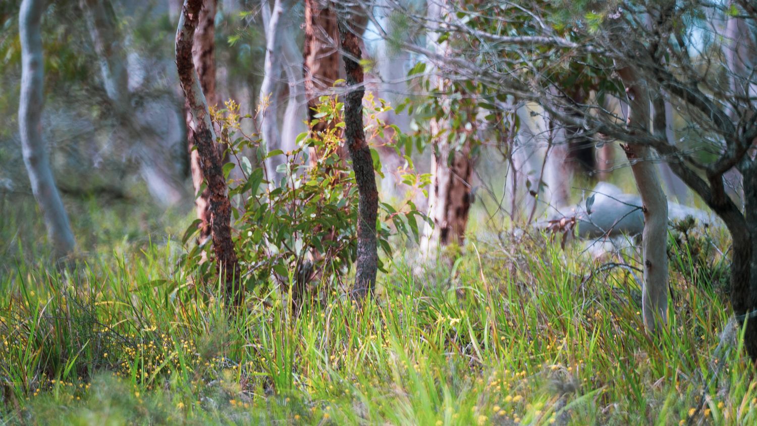 _DSC97452.jpg