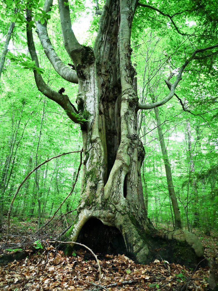 oak2.jpg