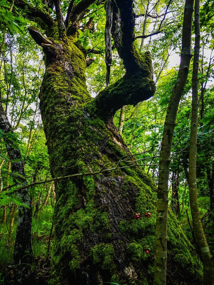 oak.jpg