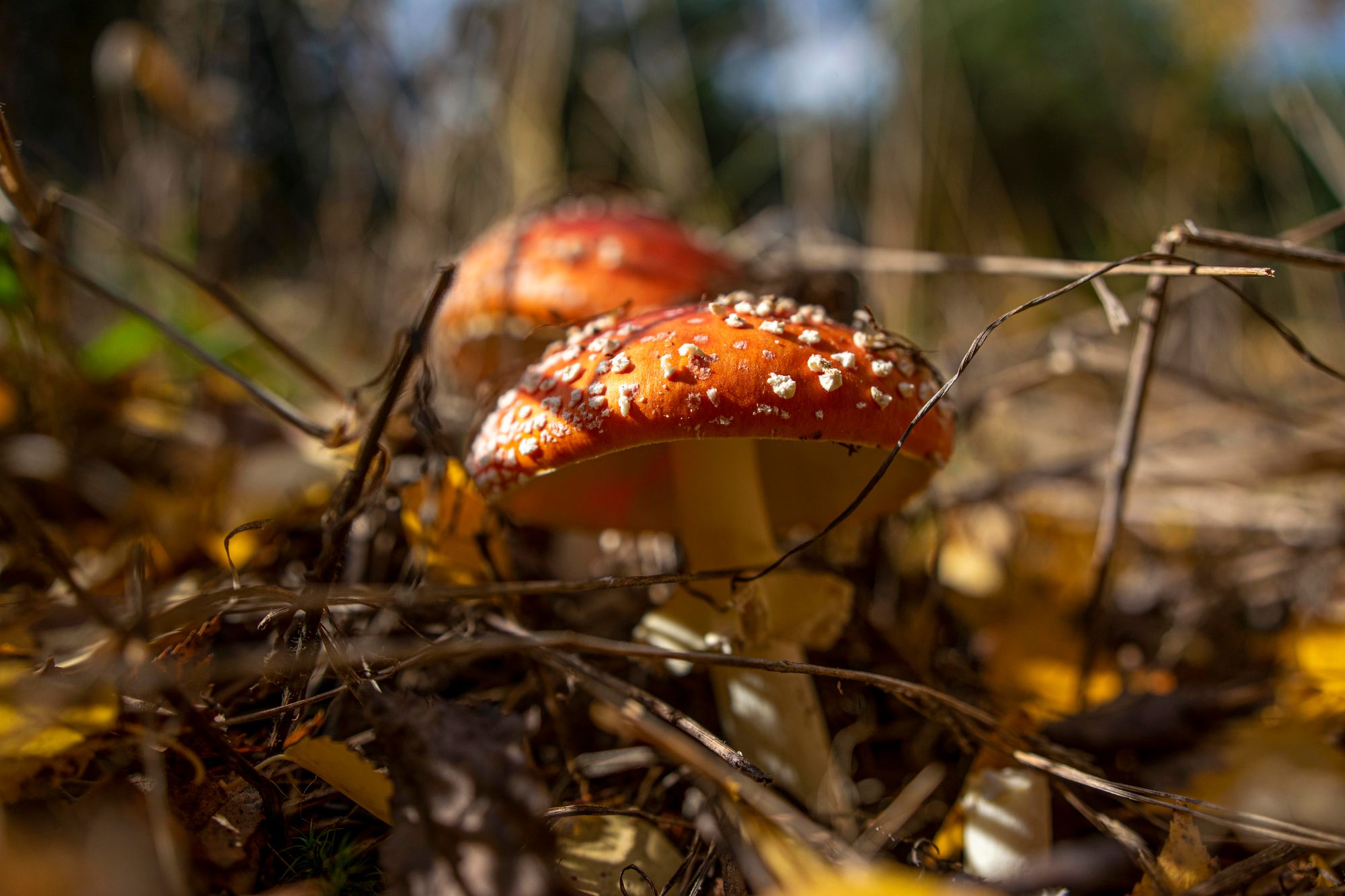 The Fungus on The Tree.