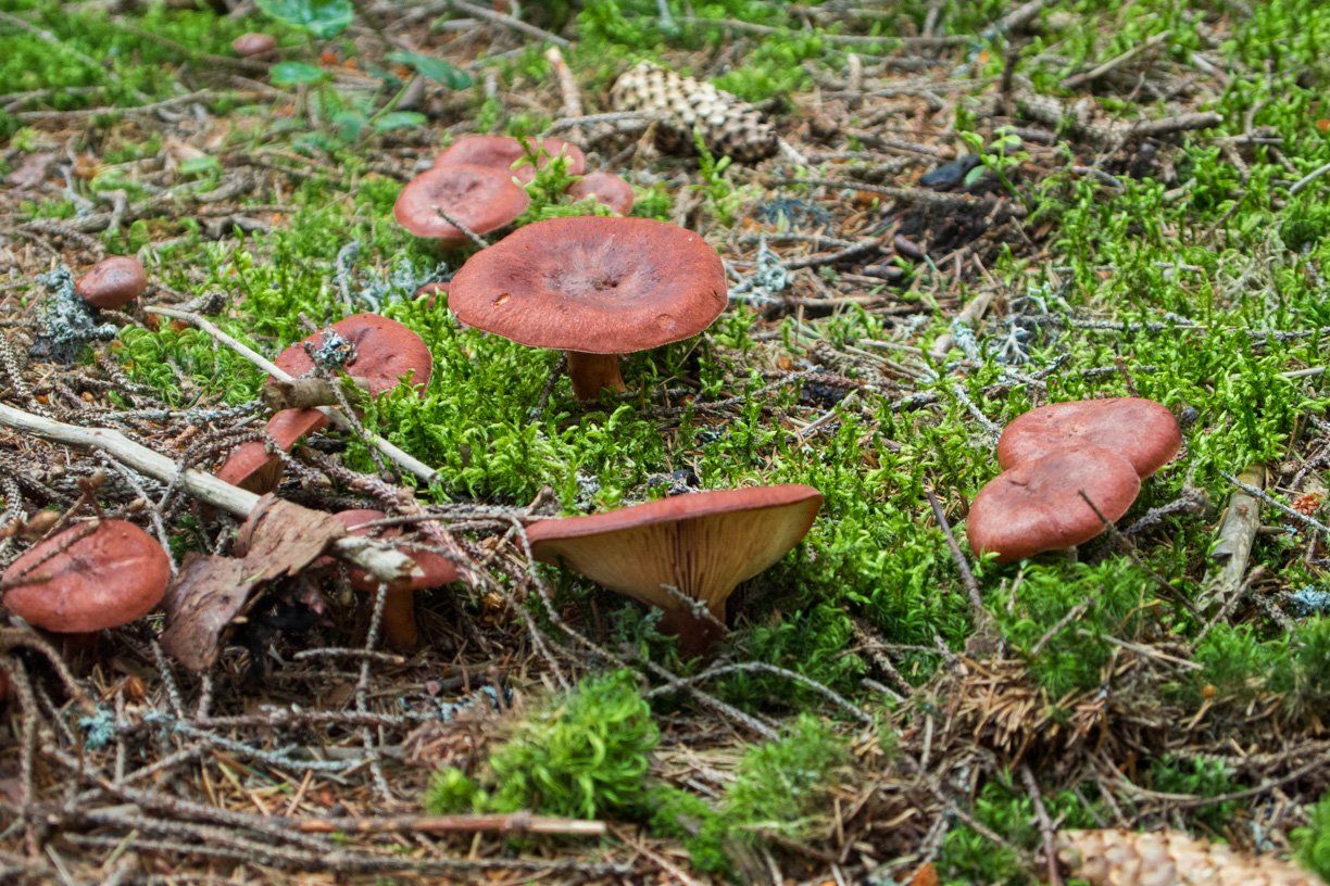 We have had many mushrooms on our way