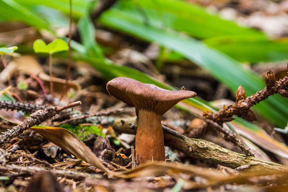 The fungus apparently belonging to the Lactarius family