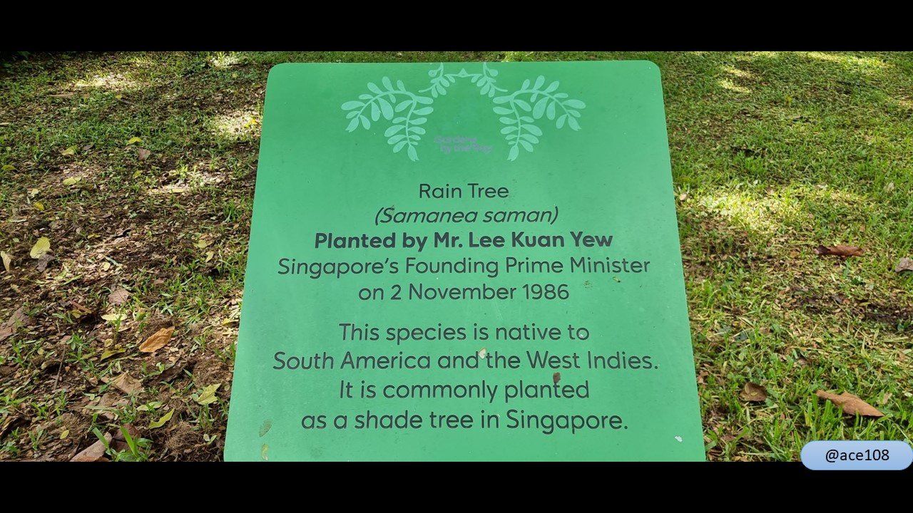 📷#TreeTuesday Rain Tree planted by founding Prime Minister Lee Kuan Yew | 开国总理李光耀种下的雨树😎(by @ace108)
