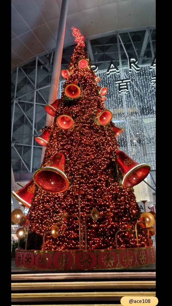 📷A couple of Christmas trees for #TreeTuesday | 圣诞树献给树木星期二😎(by @ace108)