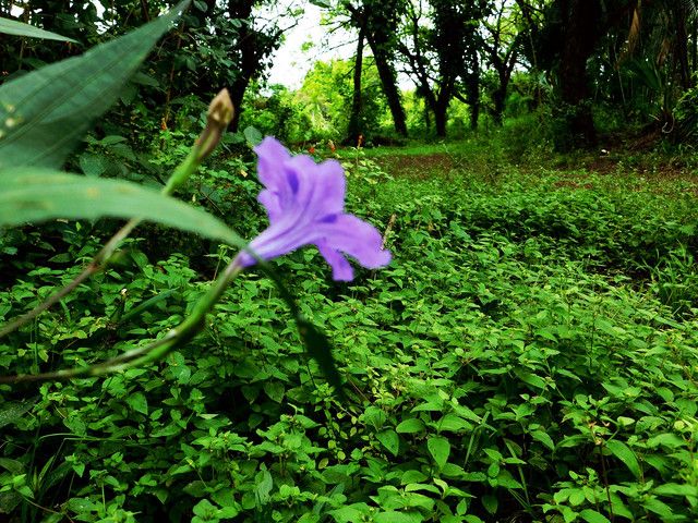 A restorative visit to the reserve (¨Daily Blog¨)[Esp/Eng].