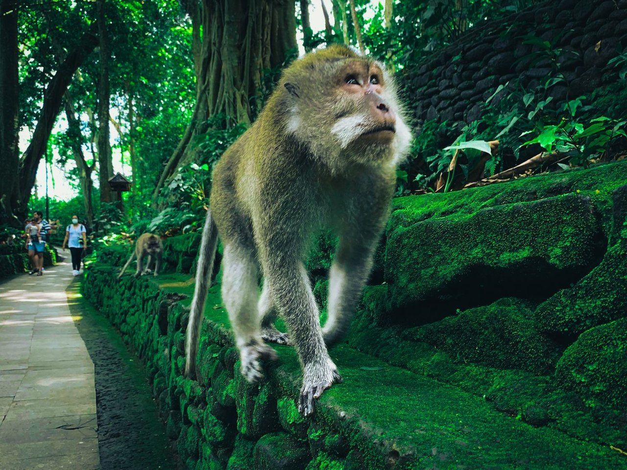 The Sacred Monkey Forest - Ubud, Bali