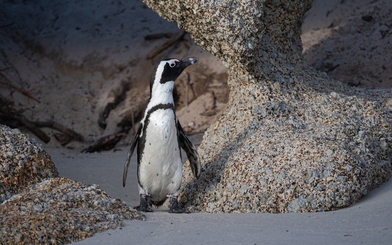 📷 Boulders Beach and Its Inhabitants