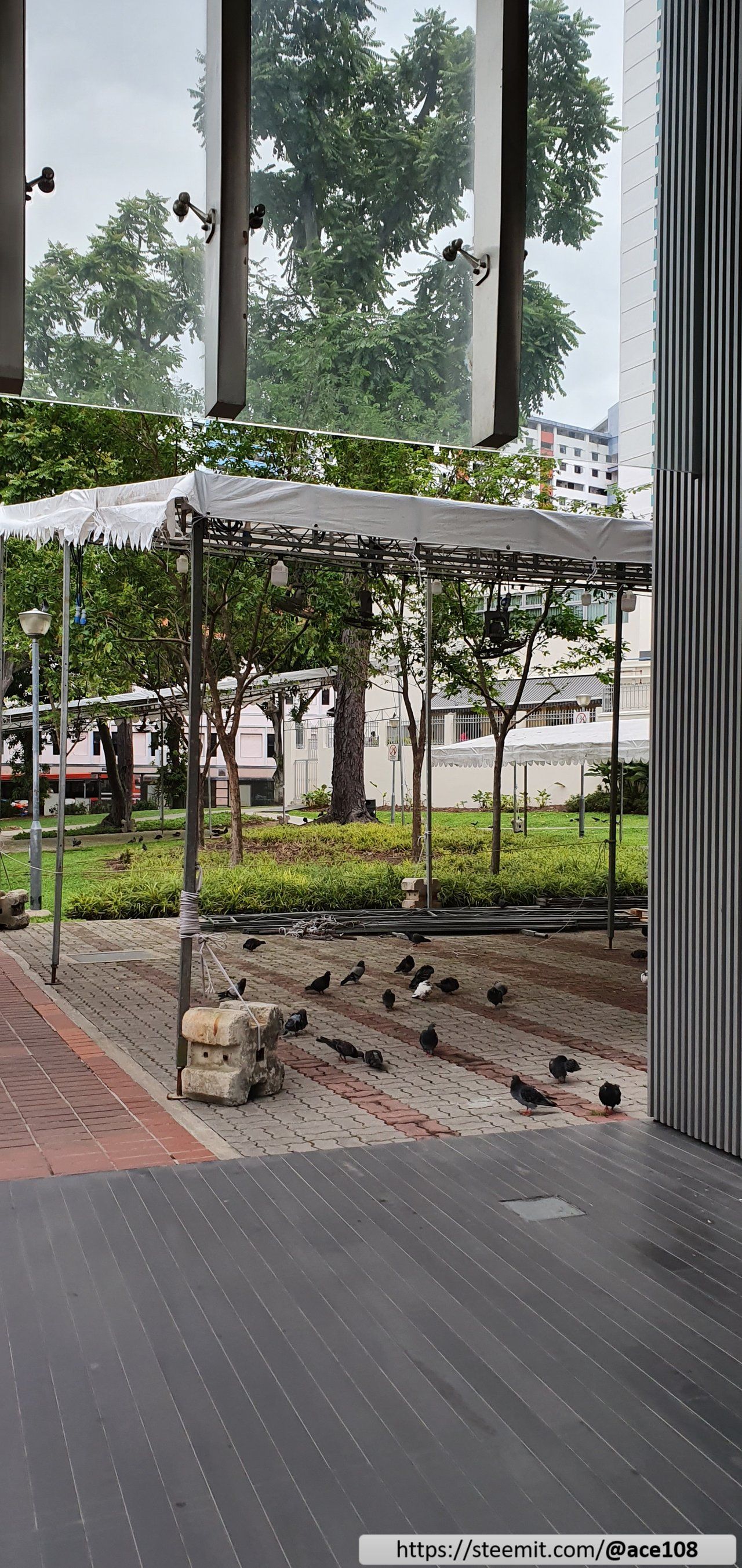 Actifit Report: 20191210 #dailypetphotography 📸Cool pigeons and hot chicks | 凉鸽热鸡  😎 (by @ace108)