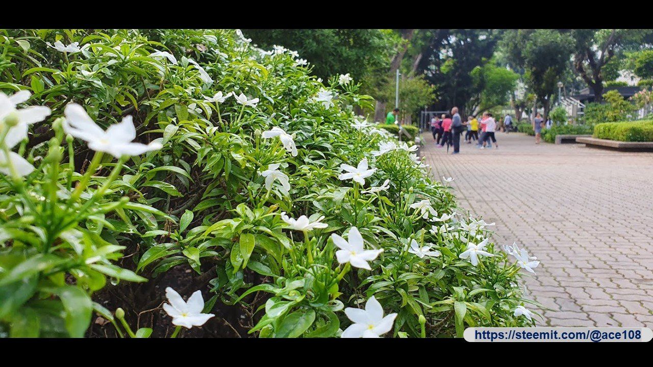 Actifit Report : 📸 Walk For Dew Drop 20191023| 为露珠滴而行 20191019 (by😎 (by @ace108)