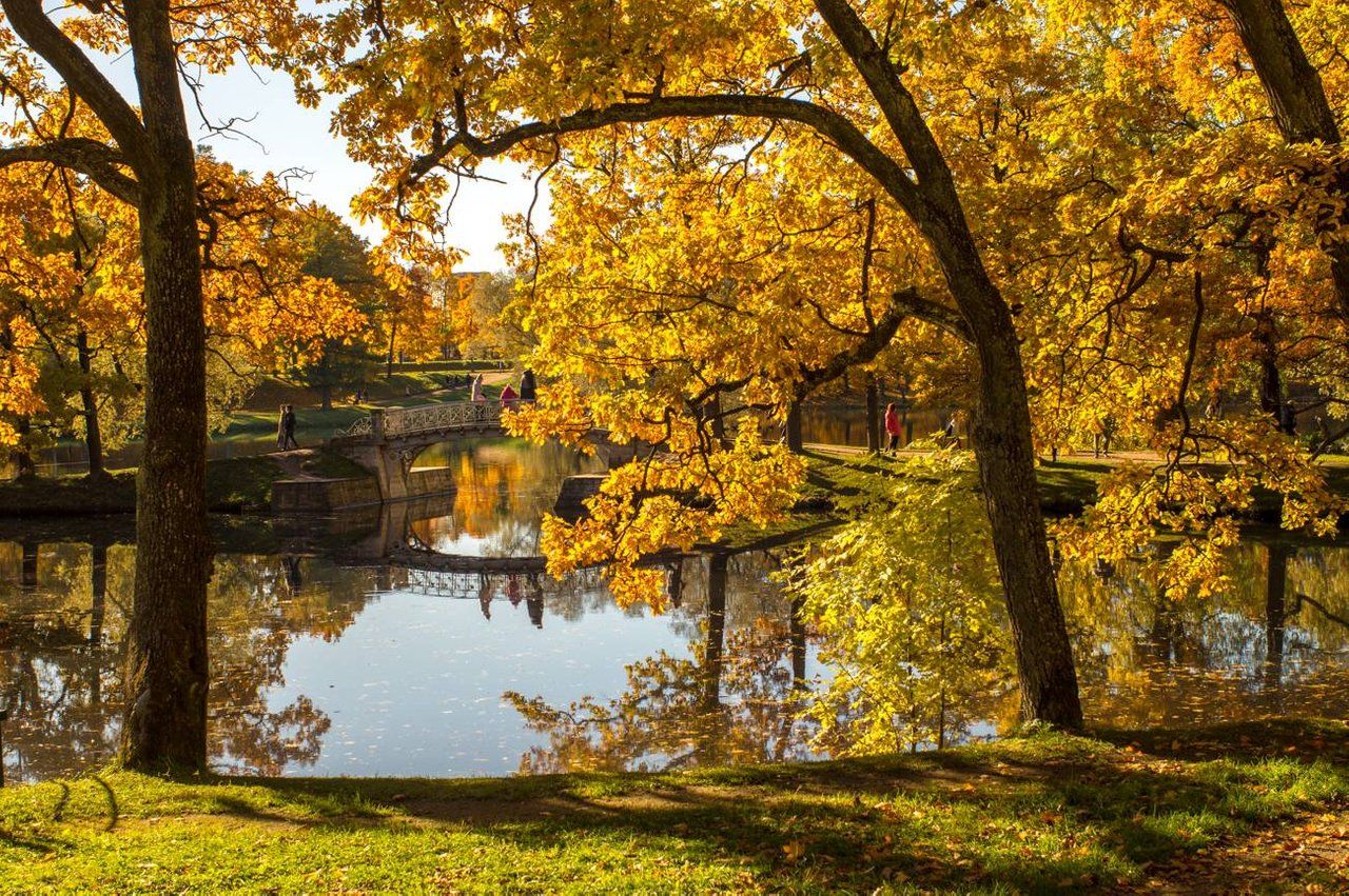 Autumn gold against a gray sky