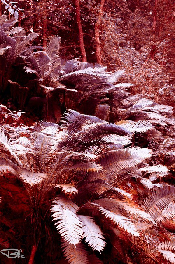 Wild trails