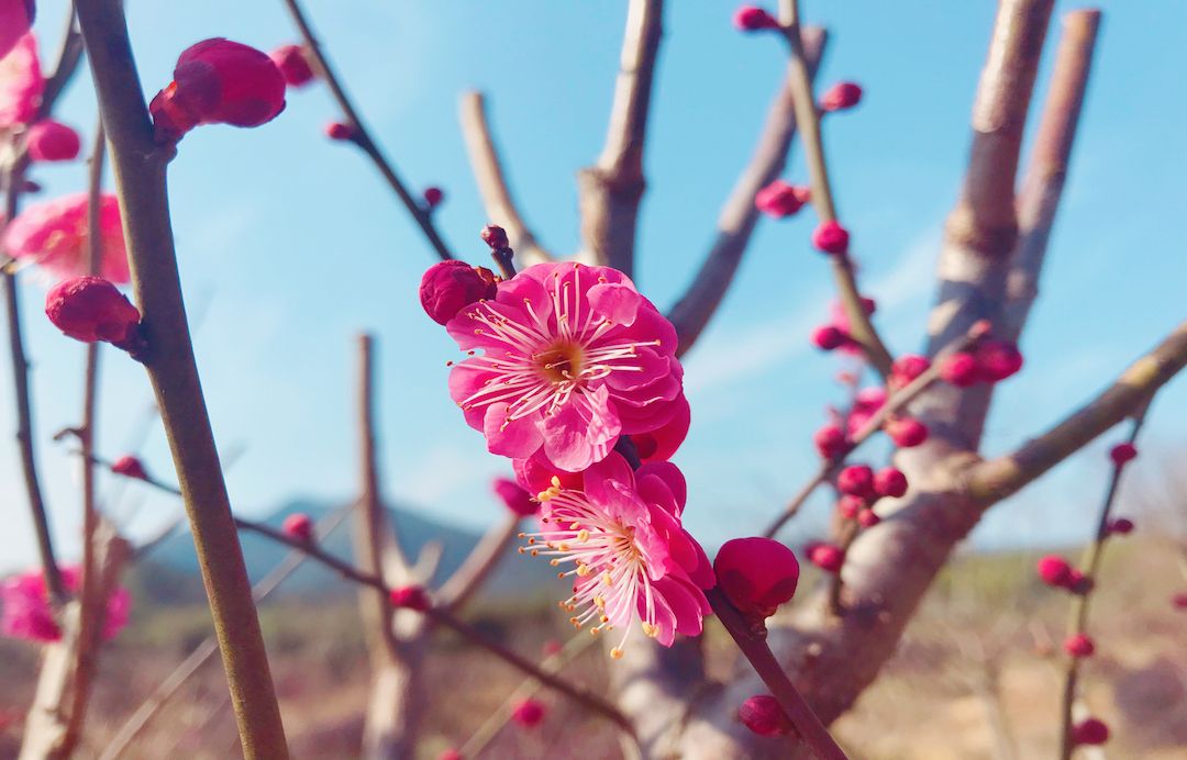 「Food &amp; Traveling」Wandering Around the West Lake 冬日游西湖 -1