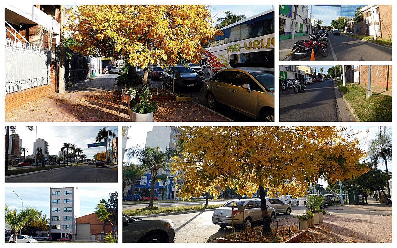 Shadows Between Spring and Autumn [Esp/Eng].