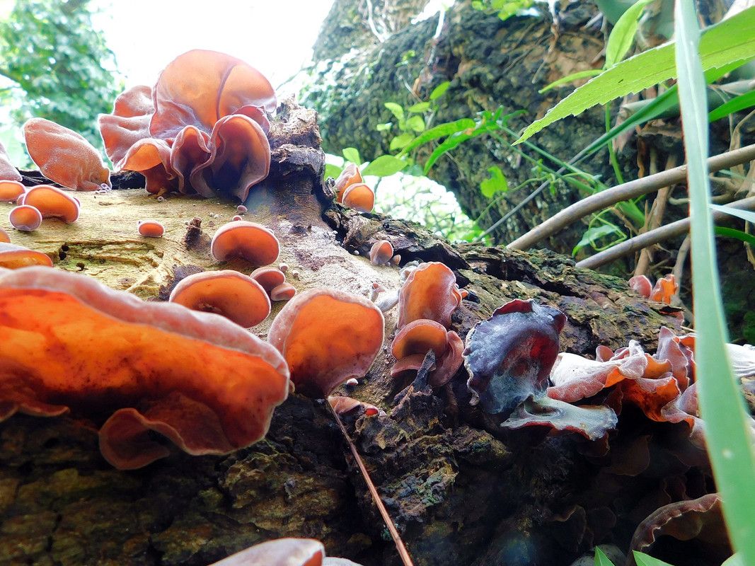 When ear mushrooms take over the place [Esp/Eng]