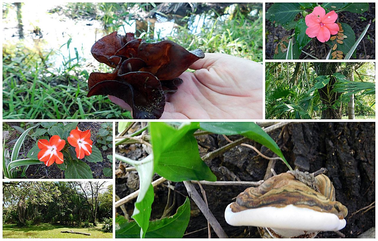 Mushrooms are always present in our scientific discoveries, with 50% of the proceeds benefiting Amazing Nature AN.