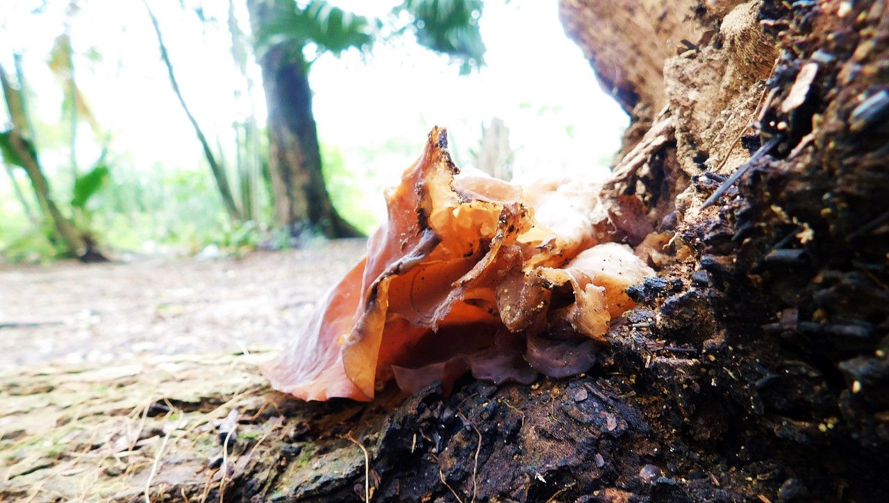 What a pleasure to see mushrooms that I don't know ¨FungiFriday¨ [Esp/Eng]