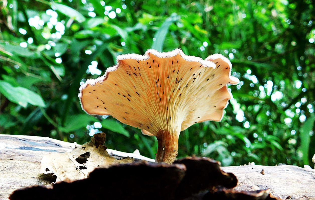 It's been a long time since we saw ¨coal¨ ¨mushrooms¨ [Esp/Eng]