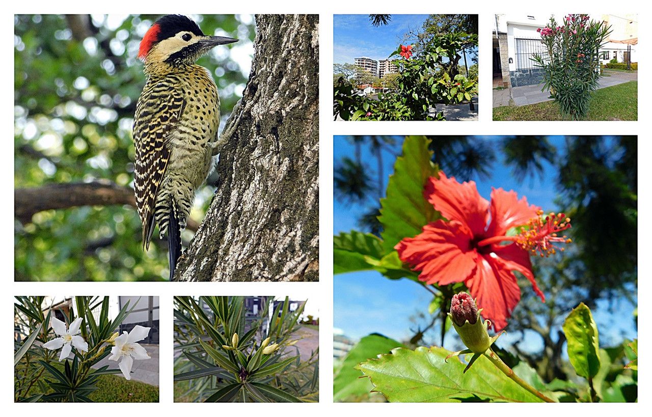 The natural beauty of the streets of Targuí [Esp/Eng].