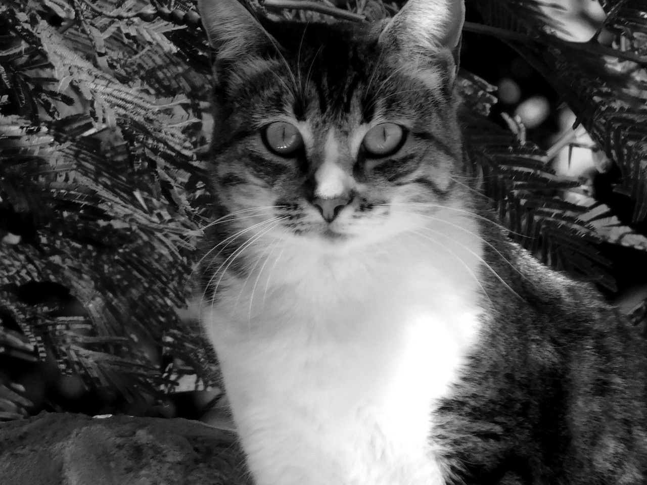 I don't think there are any beings more expressive than them  [Esp/Eng].